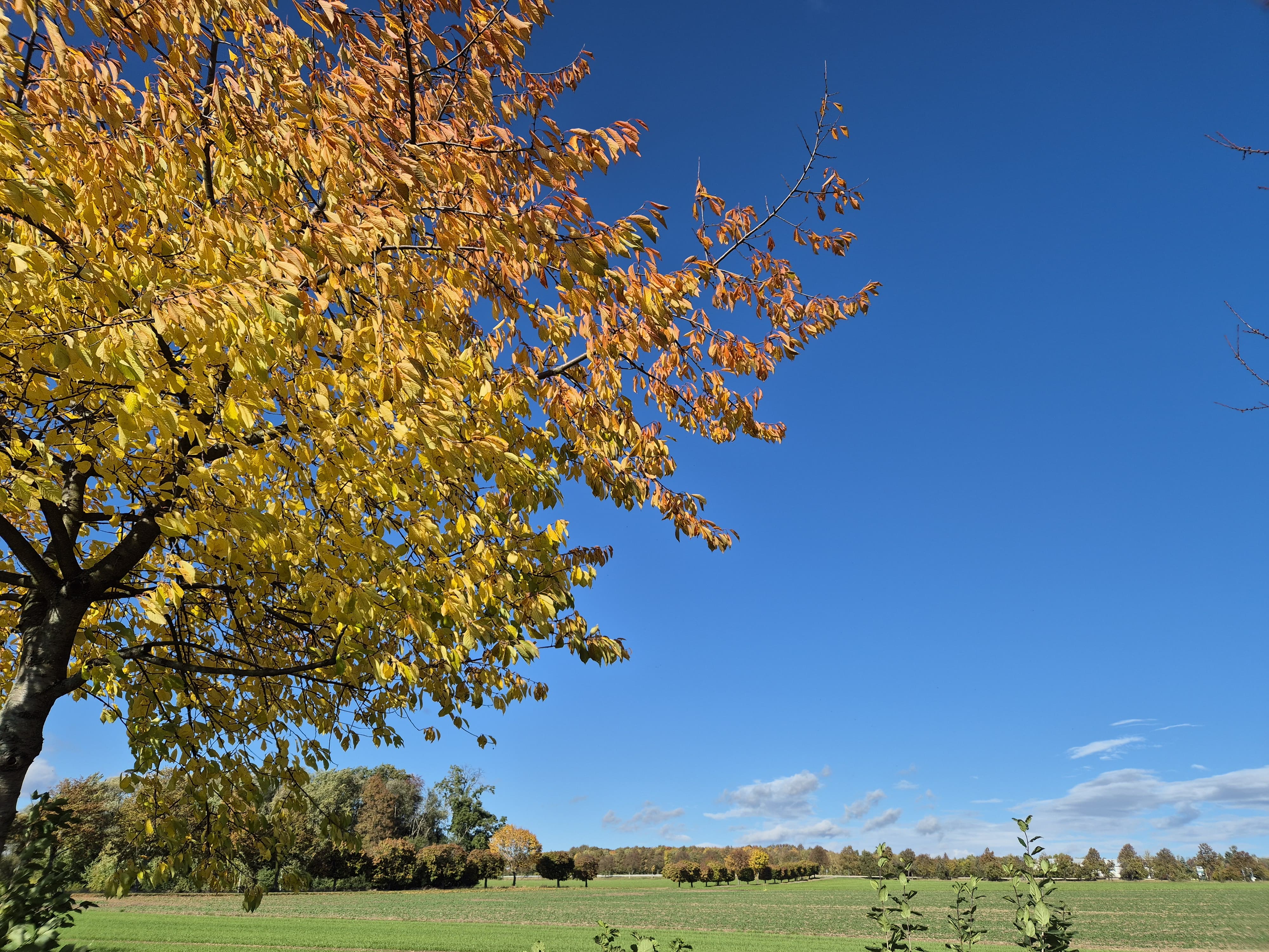 Herbst in Wilsdruff 2.jpg
